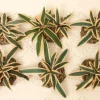 Cactus Yucca Plants Set/6, Fontanini, 51158