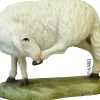 Koult - Sheep Grooming