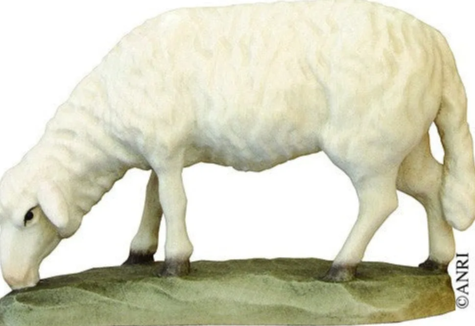 Koult - Sheep Grazing